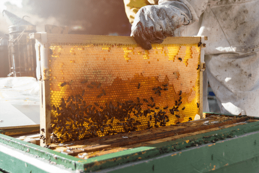 L’Apiculture et  la valorisation du produit du miel dans la province de Sidi Kacem